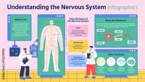 Educational Infographic Illustrating the Nervous System Functions and Divisions