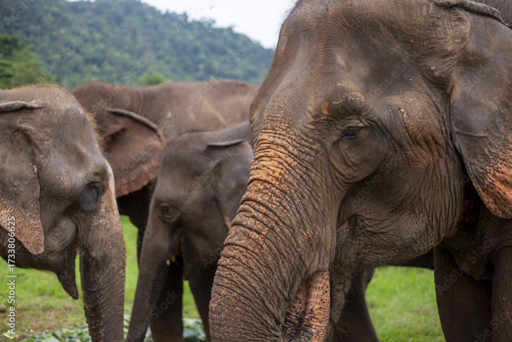 Fototapeta premium Majestic herd of large Asian elephant wildlife standing together in jungle. family of animals, including young calf, shows calm and serene expression in nature
