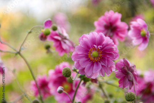 beautiful pink Japanese anemone flower