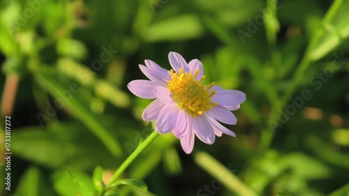White Marguerite flower in the field