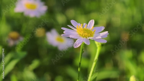 White Marguerite flower in the field