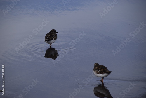 Arenaria interpres, rola do mar asia, europa, america, australia, migratória