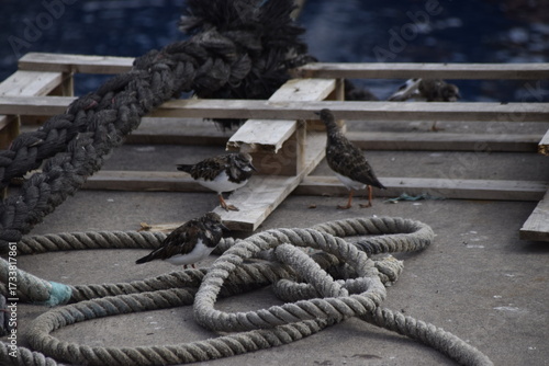 Arenaria interpres, rola do mar asia, europa, america, australia, migratória