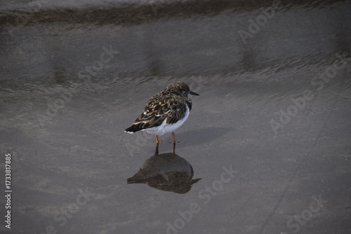 Arenaria interpres, rola do mar asia, europa, america, australia, migratória