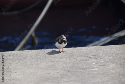 Arenaria interpres, rola do mar asia, europa, america, australia, migratória