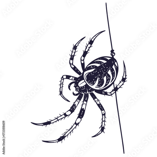 Dark spider suspended on a thin thread arachnid insect
