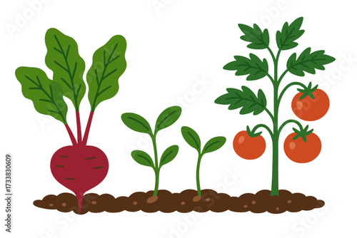 Vegetable garden illustration with beet root, tomato bush and young sprouts. Plant growth stages concept. Organic food farming. Healthy vegan nutrition from local farm.