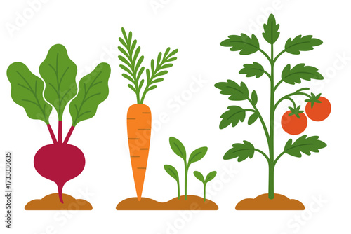 Set of vegetable garden plants in flat style. Beetroot, carrot, and tomato bush with ripe fruit growing in the ground. Organic farming, healthy food, and harvest concept.