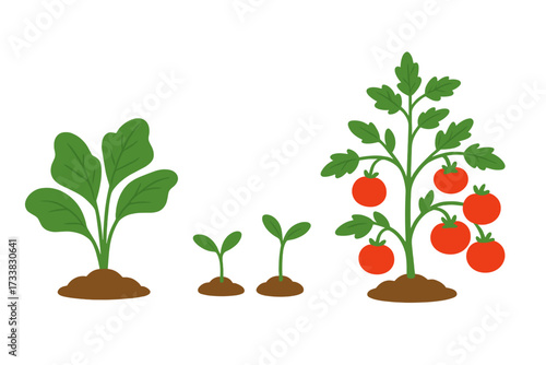 Gardening plant growth stages vector icon set. From small sprout and seedling to a leafy green vegetable and a ripe tomato bush. Agriculture life cycle. Flat illustration.