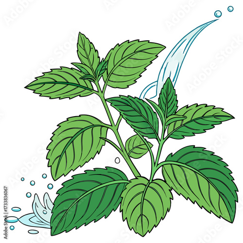 Fresh Green Mint Leaves with Water Splash Isolated on Transparent Background. Fresh green mint leaves splashing in clear water isolated on white background.