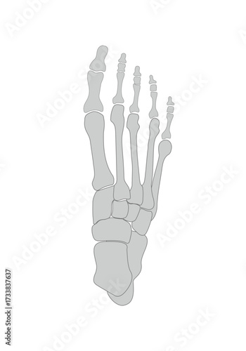 Foot anatomy picture, displaying bones. Isolated on white background.