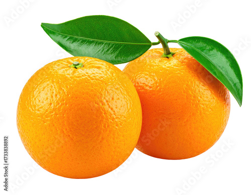 Two vibrant, ripe oranges with green leaves on a stem, isolated on a black background