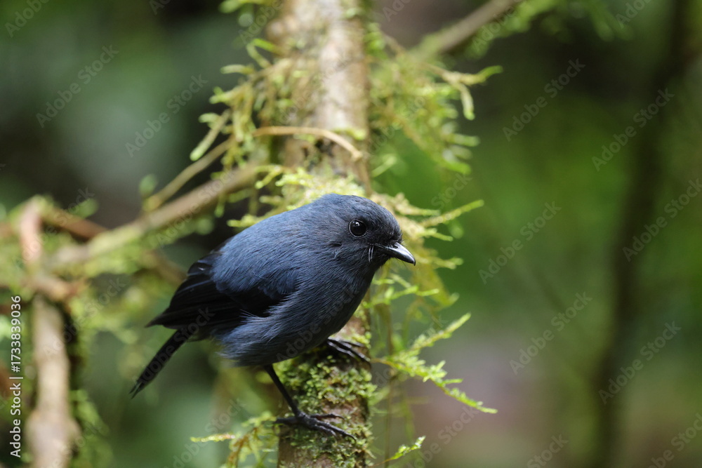 Fototapeta premium blue-grey robin (Peneothello cyanus