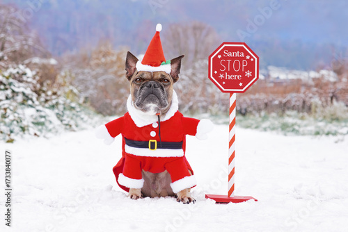 Funny French Bulldog dog with Christmas Santa costume next to stop sign in snow landscape