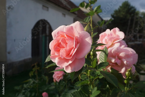 Blooming pink roses in the foreground with a large rural barn and gate in the background. Scenic village landscape.