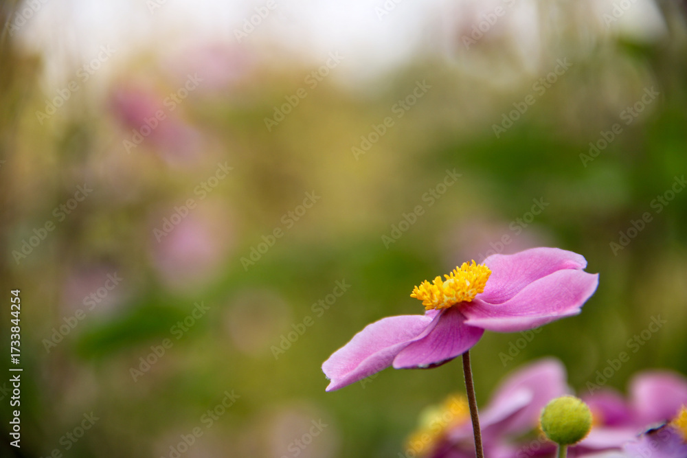 Fototapeta premium beautiful pink Japanese anemone flower