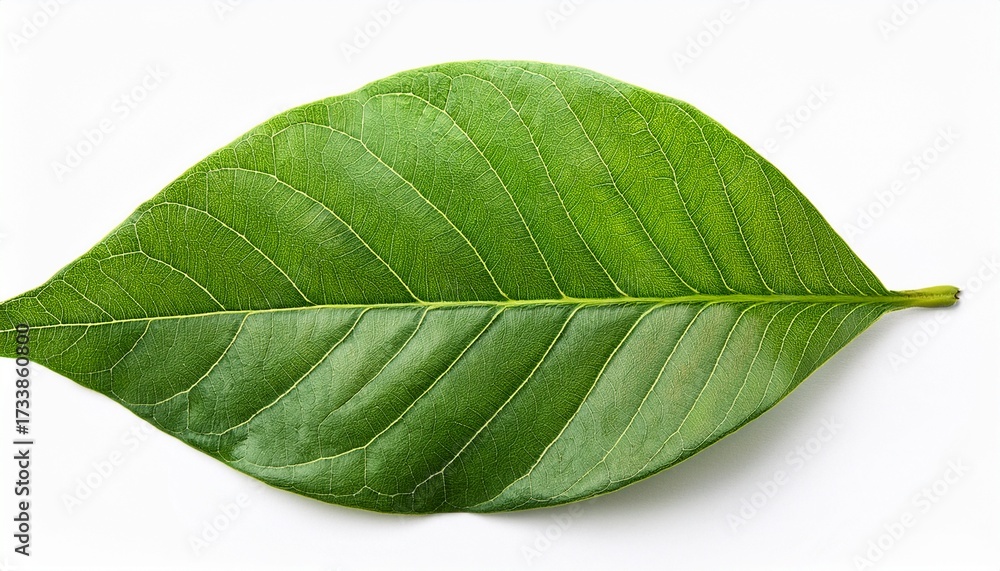 Fototapeta premium Green Leaves Isolated On White Background