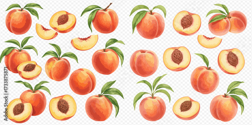 Illustration of peaches, whole, halved, and sliced, with leaves.