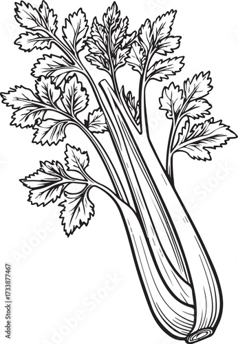Celery Vegetable Hand-drawn Sketch Drawing Vector Illustration, Line Linear Symbol Engraving Coloring Book, Black and White Isolated