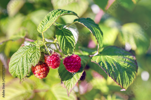 wild strawberry on a bush