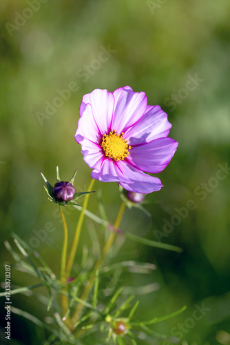 pink flower in the garden