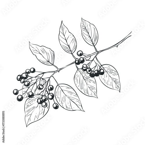Elegant botanical illustration of berry branch with leaves. Vector hand drawn illustration

