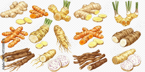 A variety of root vegetables, including ginger, turmeric, and galangal, displayed on a white background.