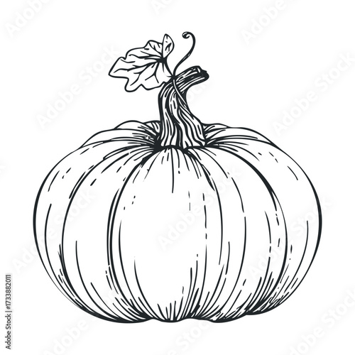 Simple pumpkin design for autumn decoration and seasonal crafts. Vector hand drawn illustration

