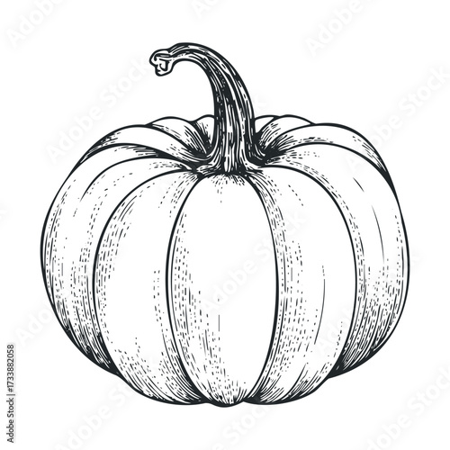 Detailed sketch of a pumpkin for autumn decor and seasonal themes. Vector hand drawn illustration

