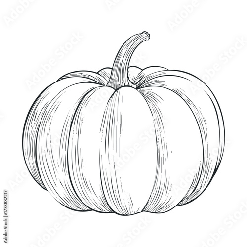 Detailed sketch of a pumpkin for autumn decor and design. Vector hand drawn illustration


