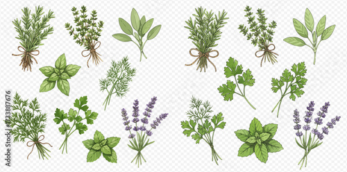 Illustration of various herbs including thyme, sage, basil, dill, parsley, and lavender on a white background.