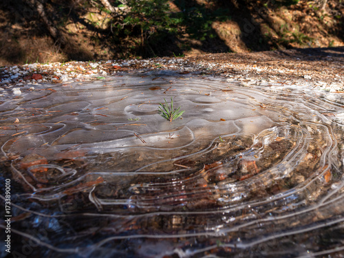 Frozen ground with a small green pine branch emerging through ice under natural sunlight. Resilient green sprout breaks through icy forest floor, symbolizing life, hope, and nature’s quiet strength.