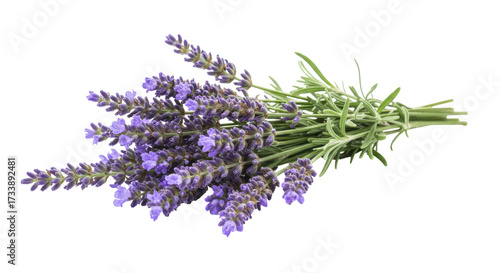 Photography Bunch of lavender flowers isolated on transparent background, aromatic purple bl