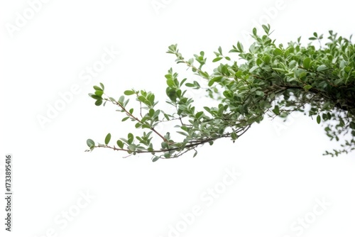Bushes outdoors nature plant.