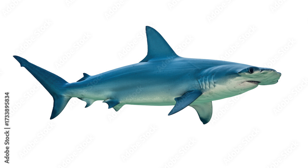 Obraz premium Hammerhead shark isolated PNG on transparent background, marine predator with distinctive head shape for wildlife and educational use
