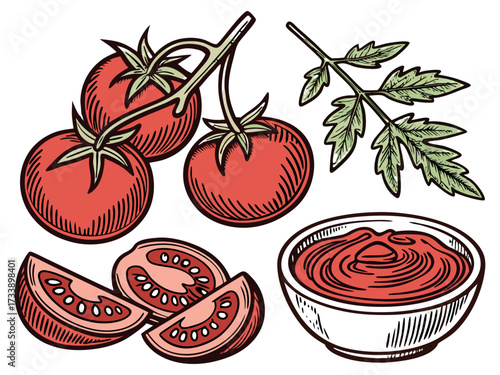 Vintage Hand Drawn Tomato Collection with Whole, Slice, Branch and Ketchup Bowl Illustration Isolated.