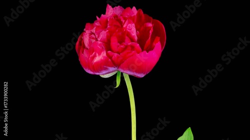 Red Peony Blossoms. Time Lapse of Beautiful Red Peony Flowers Blooming on Black Background. 4K.