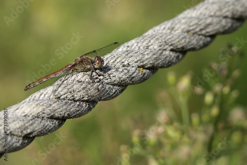 Libelle auf einem Seil