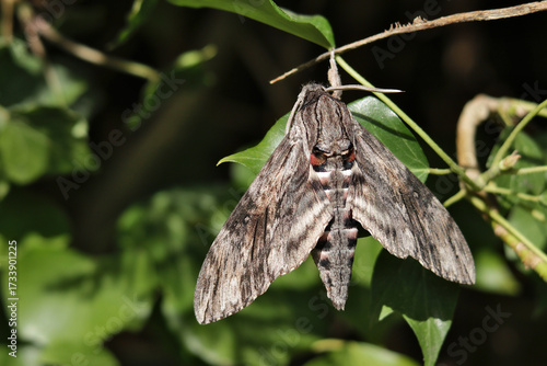 Ligusterschwärmer - Sphinx ligustri