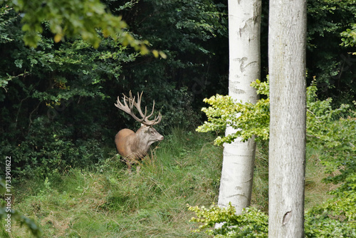 Rothirsch in freier Natur