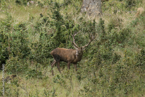 Rothirsch in freier Natur