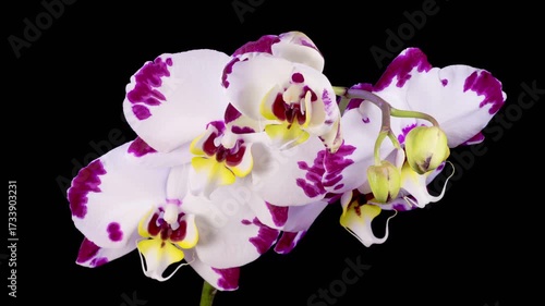 Blooming White - Magenta Orchid Phalaenopsis Flower on Black Background. Time Lapse. 4K.