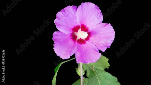 Hibiscus Blossoms. Opening Beautiful Pink Hibiscus Flowers on Black Background. Time Lapse. 4K.

