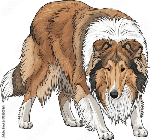 Rough Collie dog crouched herding stance vector illustration