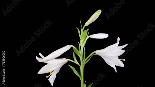 White Lily Blossoms. Time Lapse of Opening Beautiful White Lily Flowers. Black Background. 4K.