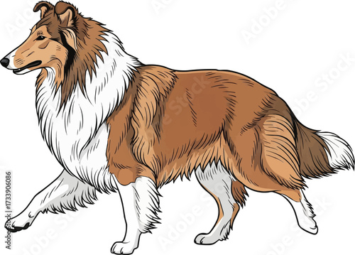 Rough Collie dog walking trotting side view vector illustration