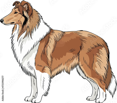 Rough Collie dog standing side profile view vector illustration