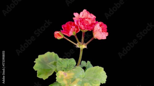 Red Geranium Pelargonium Blossoms. Beautiful Time Lapse of Opening Red Geranium Pelargonium Flower on Black Background. 4K.