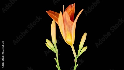 Orange Lily Blossoms. Time Lapse of Opening Beautiful Orange Lily Flowers. Black Background. 4K.