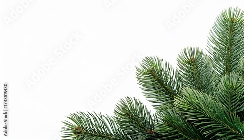Christmas Tree Branch On Corner Border Pine Branch On Transparent Background